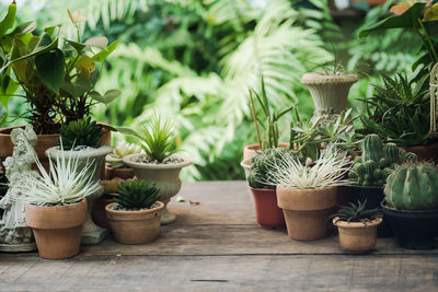 Potted plants on table