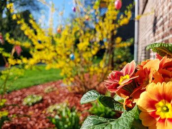 Close-up of flowers blooming outdoors