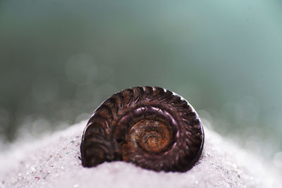 Close-up of snail