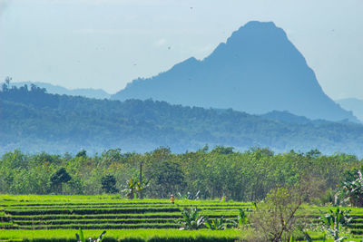 The morning view over the beautiful green rice fields with blue mountains