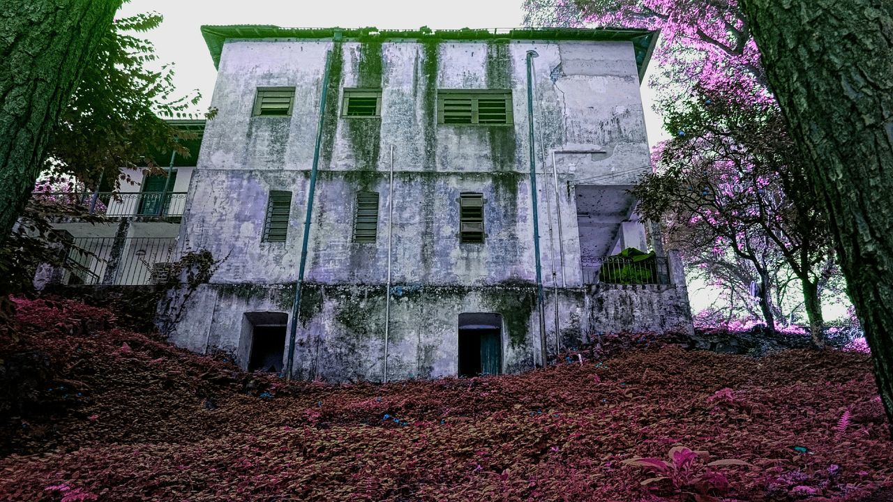 building exterior, architecture, built structure, plant, growth, house, flower, window, ivy, tree, residential structure, nature, day, outdoors, residential building, no people, leaf, pink color, building, wall - building feature