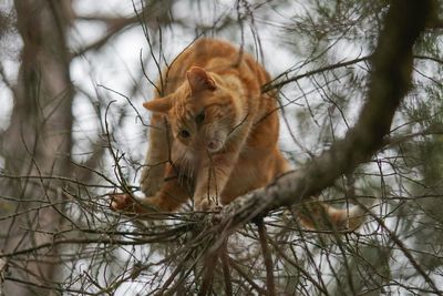 Close-up of a cat on bare tree