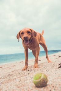 Portrait of dog with ball on beach