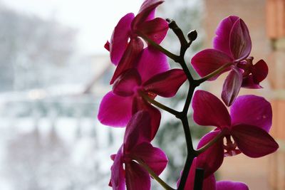 Close-up of orchids