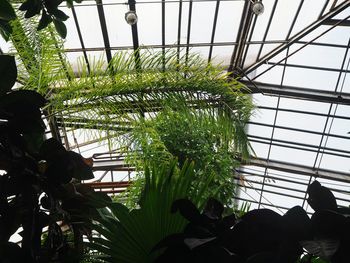 Low angle view of plants in greenhouse