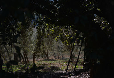 Trees in forest