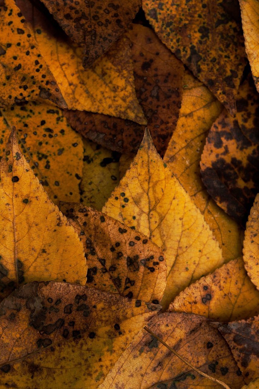 FULL FRAME SHOT OF YELLOW PAINT