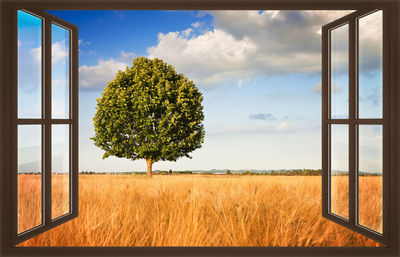 Plants growing on field against sky