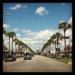 Cars on street by palm trees against sky