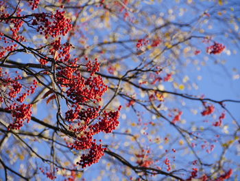 Low angle view of tree against sky