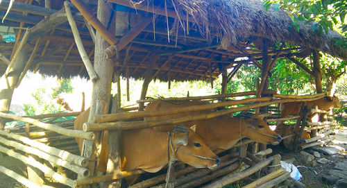 High angle view of a shed