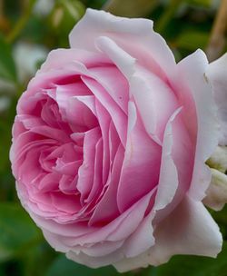 Close-up of pink rose