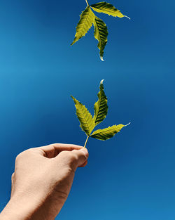 Low angle view of hand holding leaves against blue sky