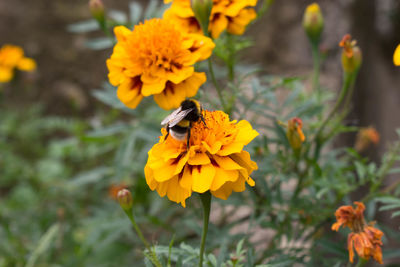 Close-up of bee pollinating on yellow flower