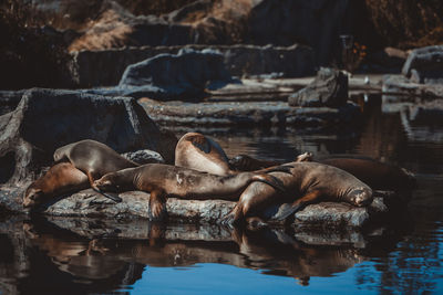 Close-up of sea lions relaxing
