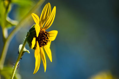 Close-up of insect on yellow flower