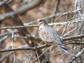 Close-up of bird perching on tree