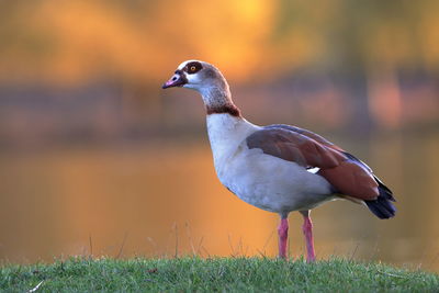 An egyptian goose with an autumnal background