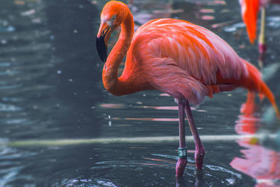 Close-up of duck in water