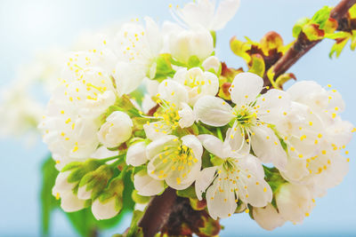 Close-up of fresh white flowers