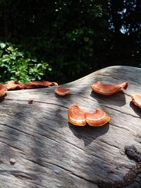 Mushrooms growing on wood