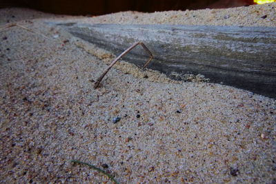 Close-up of insect on concrete wall