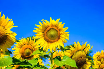 Low angle view of sunflower against blue sky