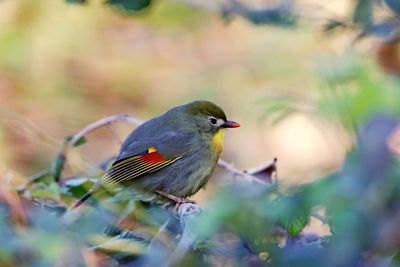 Close-up of bird perching on plant