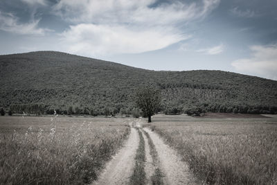 Scenic view of field against sky