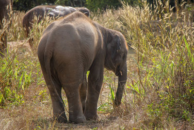 Elephant standing on field