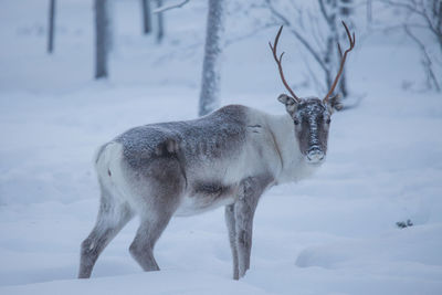 Portrait of reindeer on snow covered ground