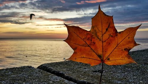 Close-up of dry maple leaf on land against sky during sunset