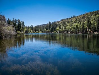 Reflection of trees in calm lake