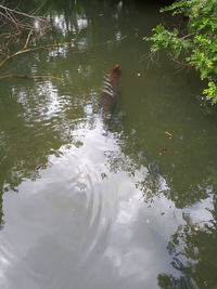 High angle view of duck swimming in lake