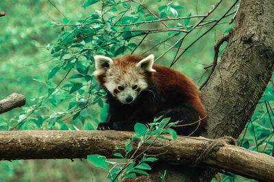 Close-up of redpanda on branch
