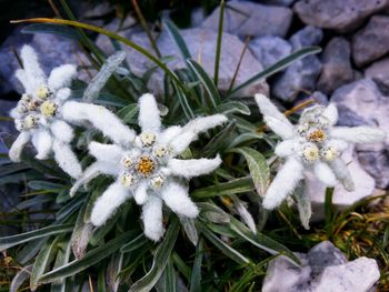 Close-up of white flowers