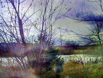 Bare trees by lake