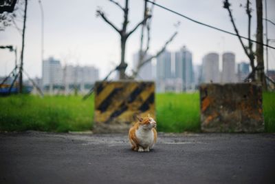 View of cat sitting on road in city
