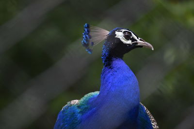 Close-up of a peacock