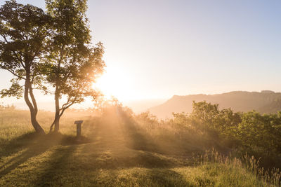 Scenic view of trees and plants growing on grassy field against clear sky during sunset