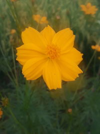 Close-up of yellow flower