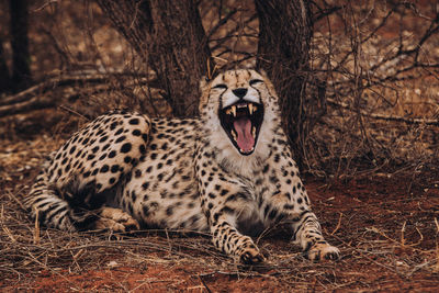 Portrait of cheetah resting in forest