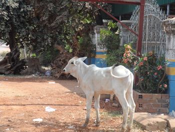 Side view of calf standing next to tree