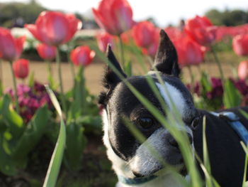 Close-up of a dog looking away