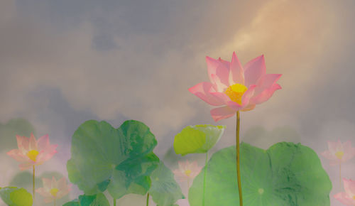 Beautiful pink petals of lotus flower plant blooming under orange light on green leaves mist or fog 