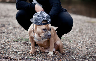 Man with funny american bully pet dog in a cap on location in nature