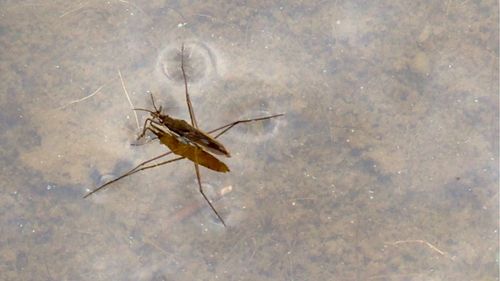 Close-up of insect