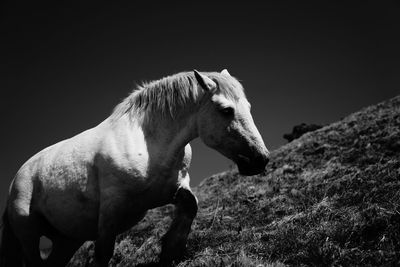 Side view of a horse on rock