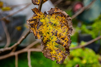 Close-up of yellow autumn leaves on plant