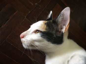 Close-up of a cat looking away